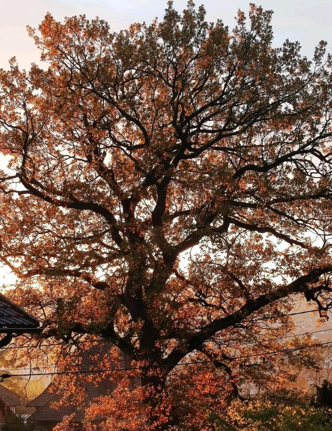 The Little Oak - Tiny House With Bed On Mezzanine & Terrace - From 1 To 4 P Disney, Paris & Cdg Pomponne Luaran gambar